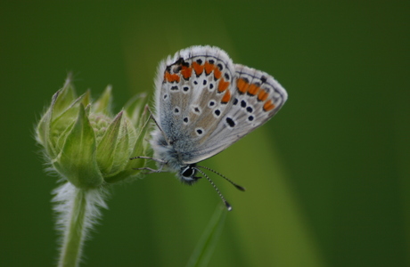 Kleiner Sonnenröschen-Bläuling (Aricia agestis) - © Emanuel Trummer